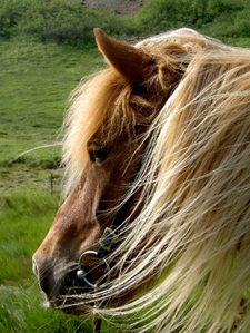 Iceland-Northern Tours-Northern Elves Trail